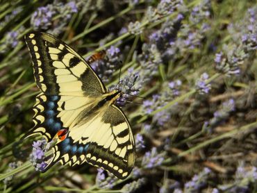 Koninginnenpage op lavendel
