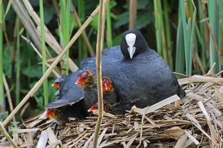 Jonge meerkoeten hebben opvallende geel- en roodgekleurde kopjes