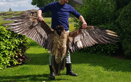 Vulture Conservation Foundation Voorzitter van VCF Hans Pohlmann met lammergier Angèle.