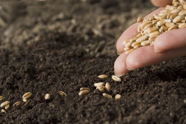 Het zaaien van inheemse zaden is goed voor de biodiversiteit