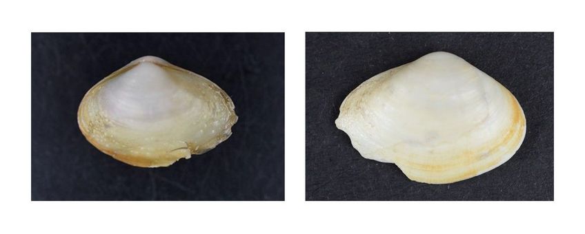 ENG: Potamorcobula amurensis (16.92 mm), left photo: left valve, slightly smaller than the right valve. right photo: right valve. NL: Potamocorbula amurensis (16,92 mm), linker foto: linker schelp, iets kleiner dan de rechter schelp. rechter foto: rechter schelp.