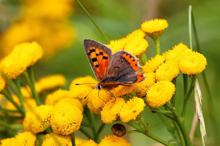 Met meer groen ruimte maken voor insecten, vogels en andere dieren