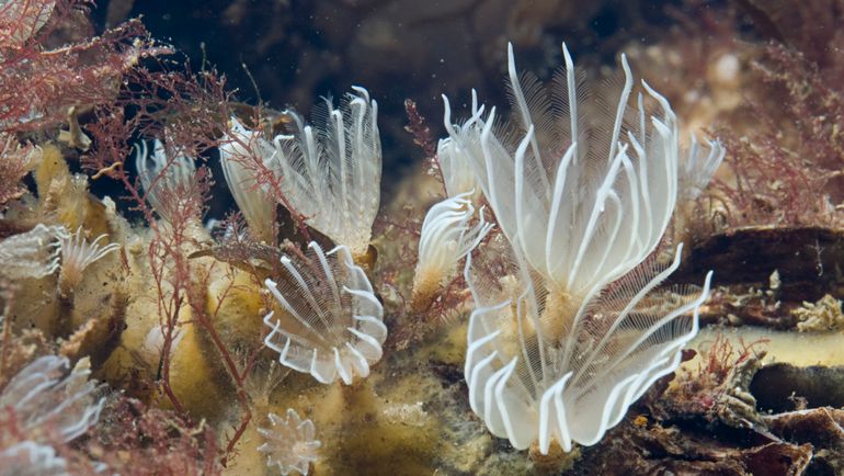 De Knikwaaierworm is te herkennen aan het kleine formaat en de kale, naar binnen geknikte uiteinden van de witte radiolen