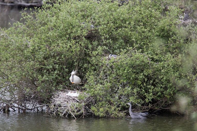 Lepelaars broeden zowel op de grond als in bomen, vaak in gemengde kolonies