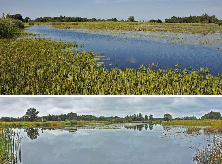 Boven: Uitbundige krabbenscheervegetatie zoals in 2015 nog aanwezig was in de kolkjes van De Wieden, zoals hier in de Mastenbroekerkolk, bezien vanuit het zuidoosten. Onder: hetzelfde gebied in 2020, bezien vanuit het oosten. De krabbenscheervegetatie is vrijwel volledig verdwenen