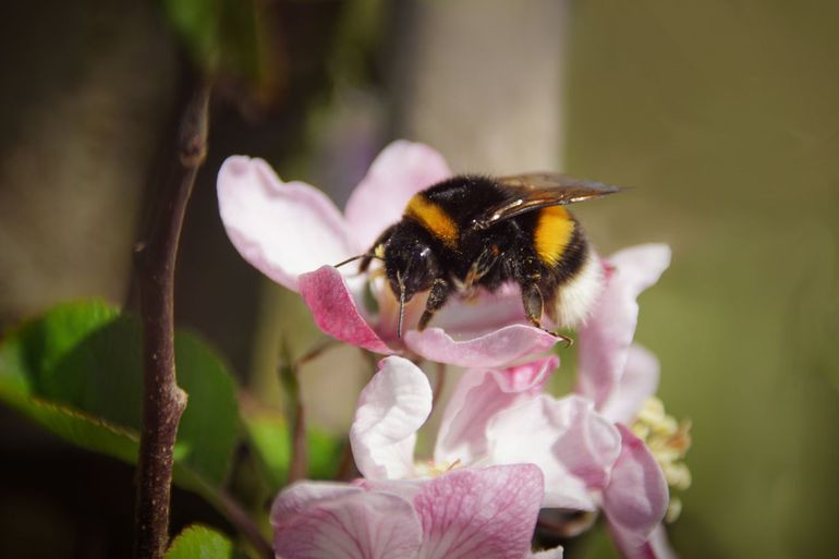 Bestuivers, zoals deze aardhommel, zijn onmisbaar voor de voortplanting van de meeste wilde planten en voor het verbouwen van groente en fruit