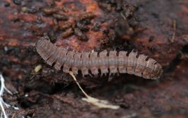 Polydesmus angustus. Grote platrug