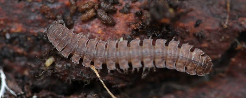 Polydesmus angustus. Grote platrug