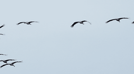 Formatie overvliegende kraanvogels
