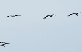 Formatie overvliegende kraanvogels