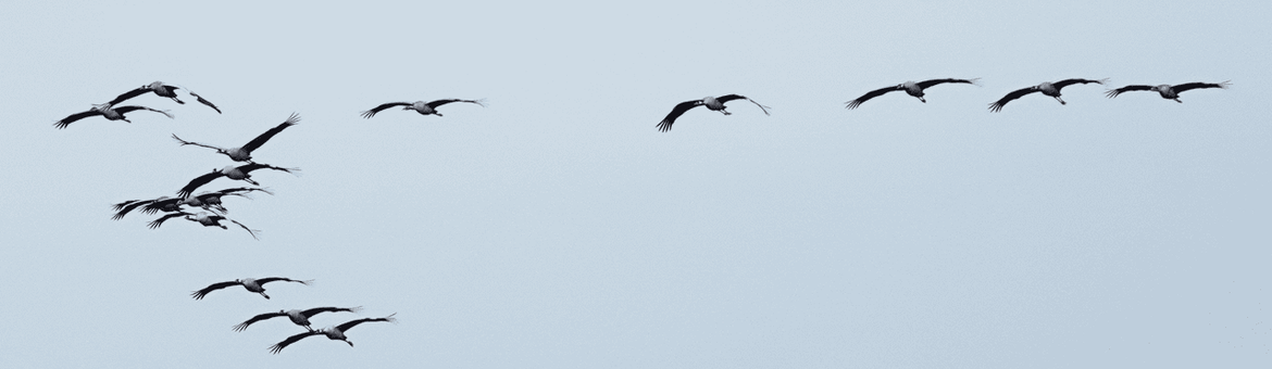 Formatie overvliegende kraanvogels