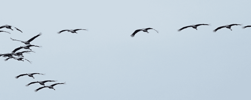 Formatie overvliegende kraanvogels