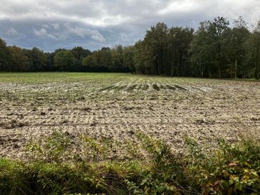 Bosperceel Keunenhoek