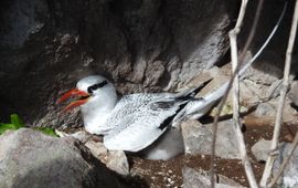 Volwassen roodsnavelkeerkringvogel op het nest