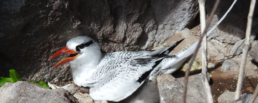 Volwassen roodsnavelkeerkringvogel op het nest