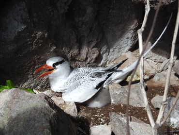 Volwassen roodsnavelkeerkringvogel op nest