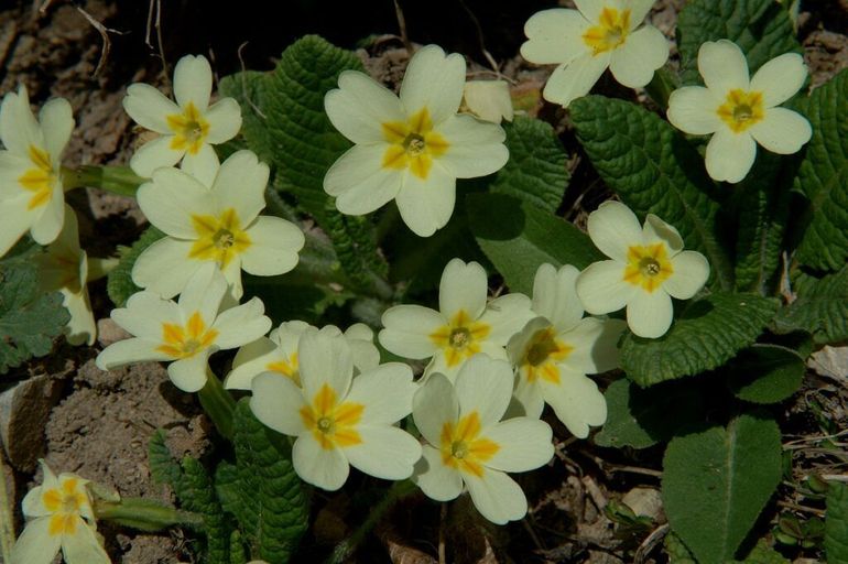 De stengelloze sleutelbloem is een zeldzame inheemse plant, maar wordt ook aangeplant 