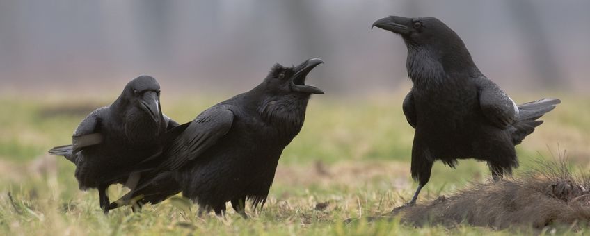 Raven op een kadaver EENMALIG GEBRUIK