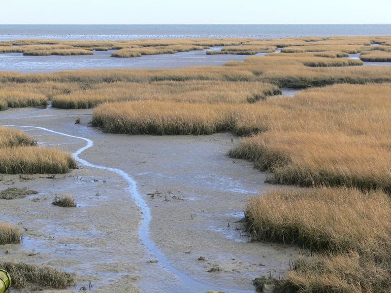 Vossen laten zich lang niet altijd door water tegenhouden