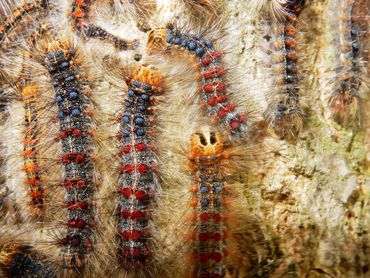 De rupsen van de plakker met de duidelijke rode en blauwe knobbeltjes