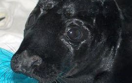 zeezoogdieren.org zwarte Mary Pieterburen