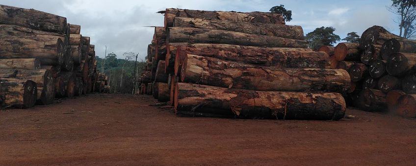 Stapel gekapt hout (beeld in overleg te gebruiken, contact communicatie.esg@wur.nl)