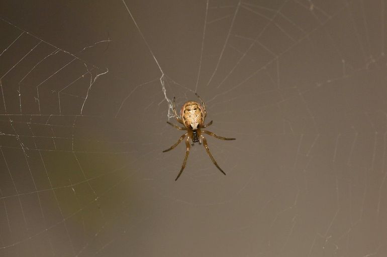 De venstersectorspin is een wielwebspin, net als de kruisspin