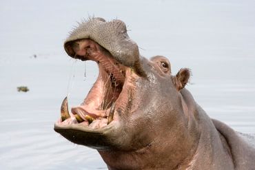 Hippopotamus