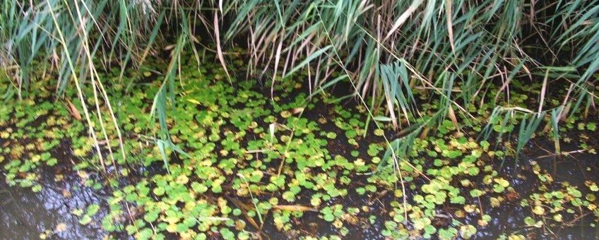 Kikkerbeet in de sloot