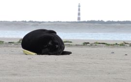 Zwarte zeehond met op de achtergrond de vuurtoren van Ameland