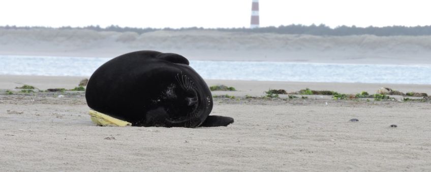 Zwarte zeehond met op de achtergrond de vuurtoren van Ameland