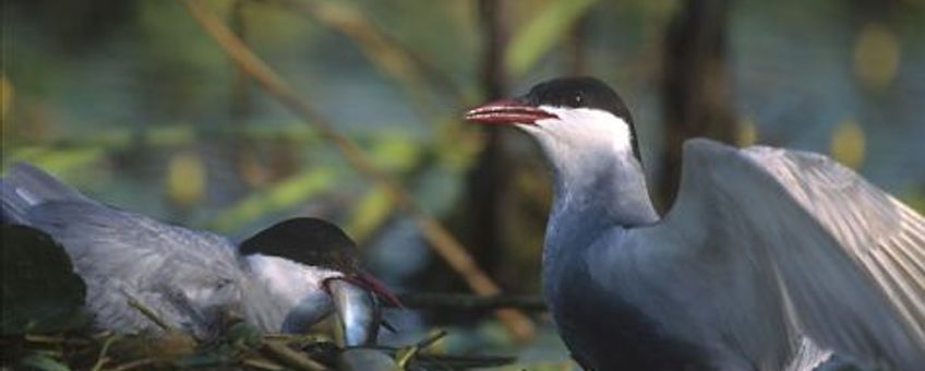 Witwangstern (Chlidonias hybrida). Foto: Marek Szczepanek (GFDL-licentie)