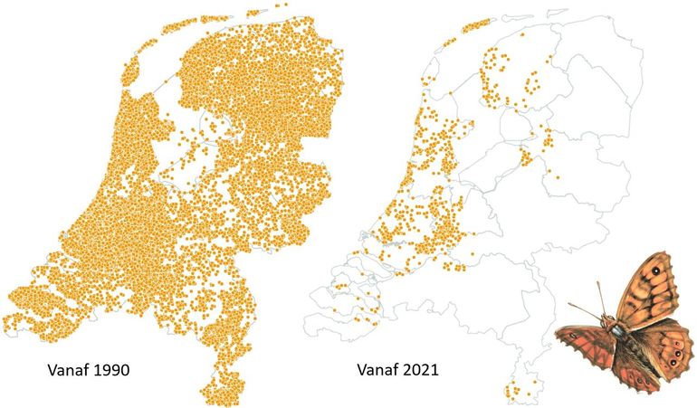 Waarnemingen van de argusvlinder vanaf 1990 (links) en vanaf 2021 (rechts)