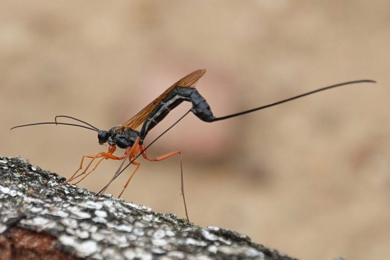 De legboor zit in rust verpakt in de schede. Hier zijn ze goed los van elkaar te zien: de schede wijst naar achteren, de legboor steekt in het hout