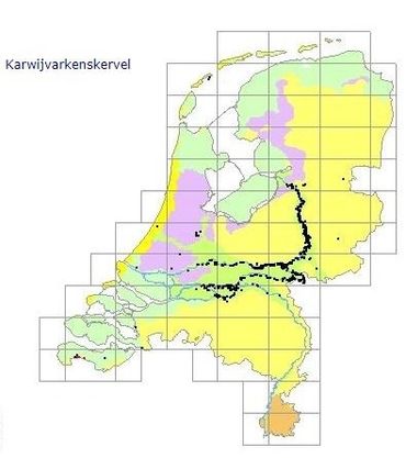 Verspreiding van Karwijvarkenskervel in Nederland