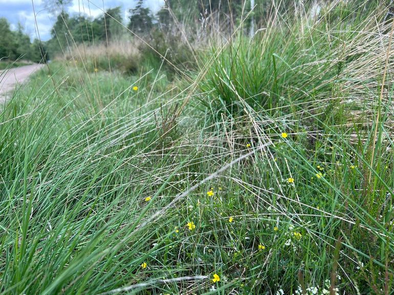 Biotoop waar de zadelwergzandbij is gevonden op de Veluwe, met tormentil langs een pad