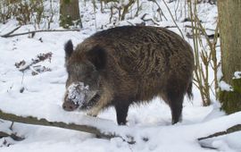 Jan Nijendijk Wild zwijn Saxifraga
