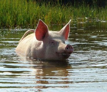 Zwemmend varken op zoek naar rivierkreeften?