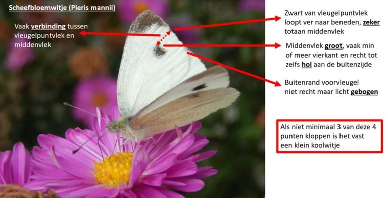 De kenmerken waaraan scheefbloemwitje is te onderscheiden van klein koolwitje