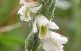 Spiranthes spiralis. Herfstschroeforchis