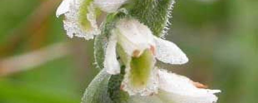 Spiranthes spiralis. Herfstschroeforchis