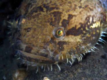 De exotische vis Tridentiger barbatus werd recent in de Oosterschelde ontdekt door duikers