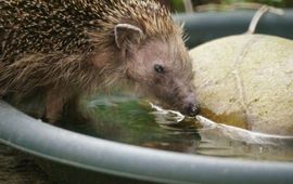 egel drinkt