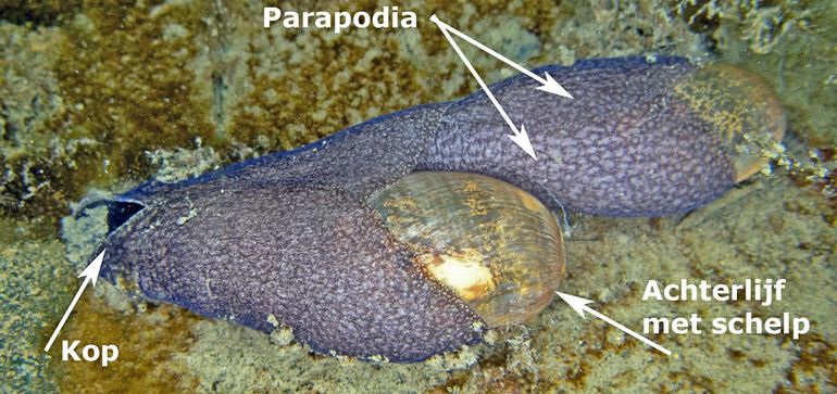 Twee parende purperkogelzeehazen in de Oosterschelde