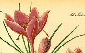 Otto Wilhelm Thomé, Flora von Deutschland Österreich und der Schweiz, 1885 Saffraan tekening lead