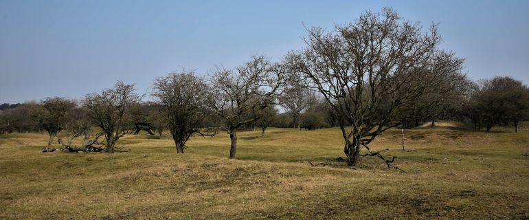 Door inzet van grote grazers, maar vooral door de begrazingsdruk door het grote aantal Damherten in de Amsterdamse Waterleidingduinen, ontstond op grote schaal een droog, savanneachtig landschap dat ongeschikt is geworden voor de Nauwe korfslak. Omdat Damherten overal grazen is er sprake van een algehele, sterke achteruitgang