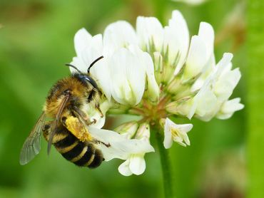 Klaverdikpoot, een specialist van klavers. Deze soort bezoekt &oacute;f witte klaver, of luzerne. Op de campus is deze soort op luzerne aangetroffen