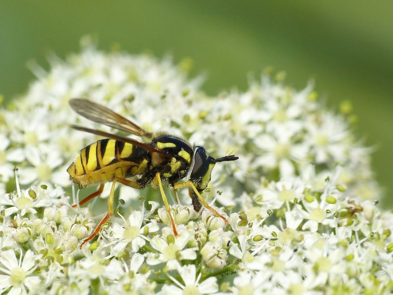 De grote fopwesp zit graag op schermbloemigen, ook in je tuin