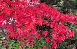Acer palmatum, Japanse esdoorn, herfsttinten