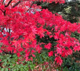 Acer palmatum, Japanse esdoorn, herfsttinten
